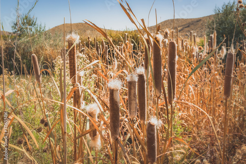 Cattails along the Walker River photo