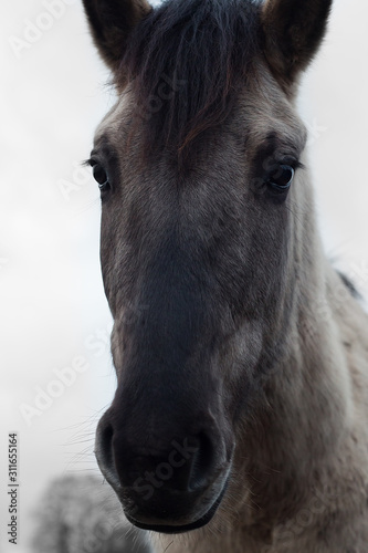 Head of horse closeup, focus on the eyes. Growing of animals on the farm. 