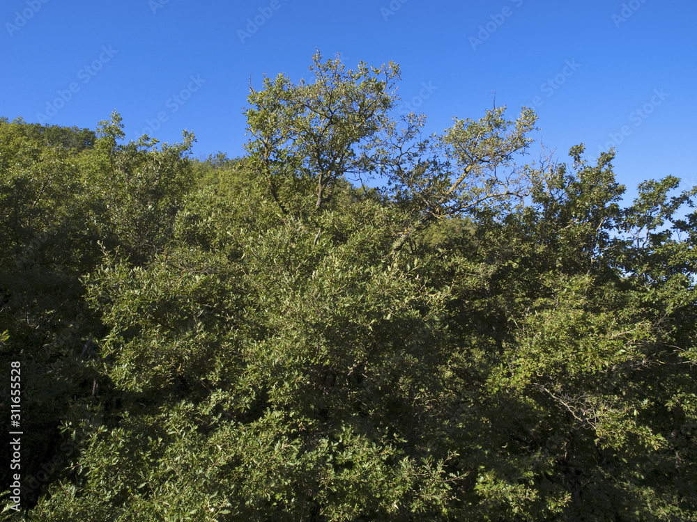 Fototapeta premium Wald