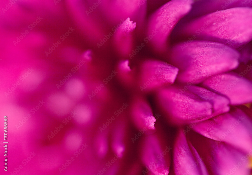 Fototapeta premium Flower Macro Shot