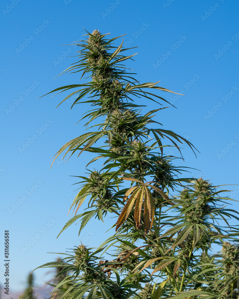 USA, Nevada, Lyon County, Yerrington. The female flower buds of a legal industrial hemp crop destined for CBD products. USA, Nevada, Lyon County, Yerrington. The female flower buds of a legal industrial hemp crop destined for CBD products.
