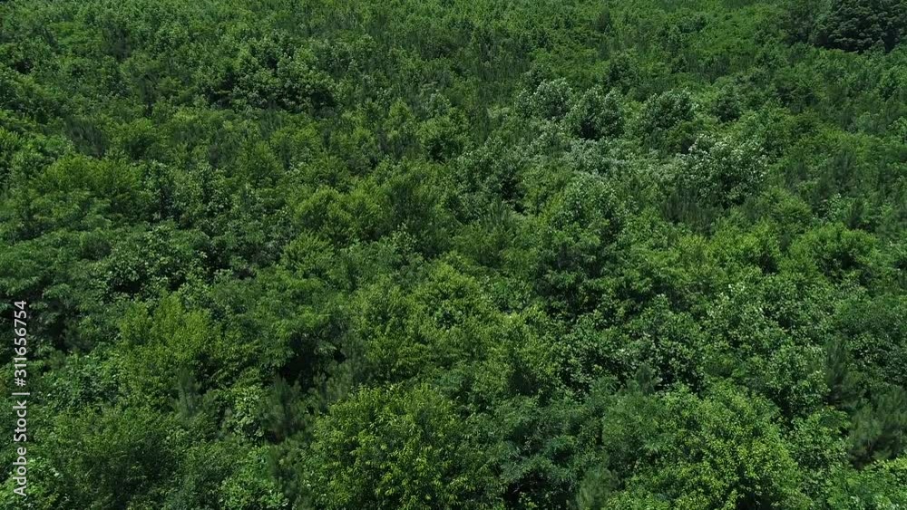 Low aerial view of drone flying over lush green trees on a mild summer day in the south. Low aerial view of drone flying over lush green trees on a mild summer day in the south.