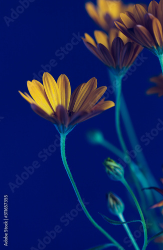 Orange flower macro shot with shallow depth of field. Abstract flower photo perfect for poster © faveteart