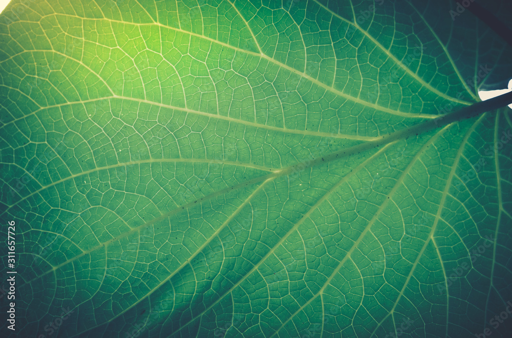 Fototapeta tło zielone liście; tło natury