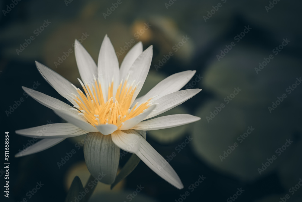 Vivid water lily blooms in garden pond; waterlily close up