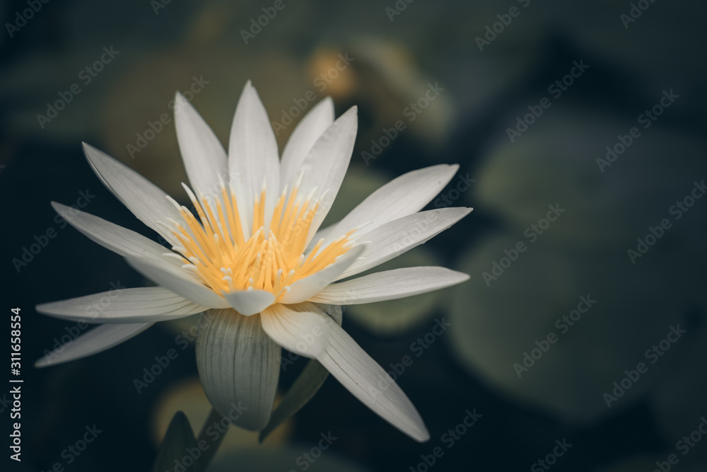 Vivid water lily blooms in garden pond; waterlily close up Vivid water lily blooms in garden pond; waterlily close up