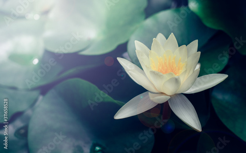 Fototapeta Naklejka Na Ścianę i Meble -  Vivid water lily blooms in garden pond; waterlily close up
