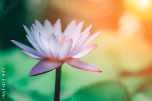 Wallpaper Mural Vivid water lily blooms in garden pond; waterlily close up Torontodigital.ca