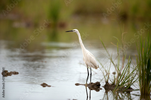 Closeup Little egret, low angle view, side shot, foraging food  on the shallow coastal of the shores of lake in nature of tropical moist forest in southern Thailand.