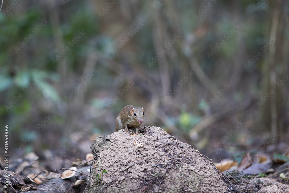 Background of ground squirrel, low angle view, front shot, foraging on the termite nest on the ground in tropical moist forest of national park in south central region of Thailand.