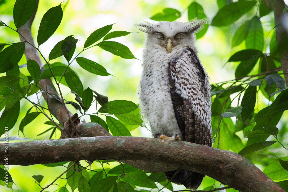 Closeup juvenile furry Spot-bellied eagle-owl, high angle view, front shot, sitting sleepily on the branch in dense shaded forest in national park, the jungle of Thailand. Closeup juvenile furry Spot-bellied eagle-owl, high angle view, front shot, sitting sleepily on the branch in dense shaded forest in national park, the jungle of Thailand.