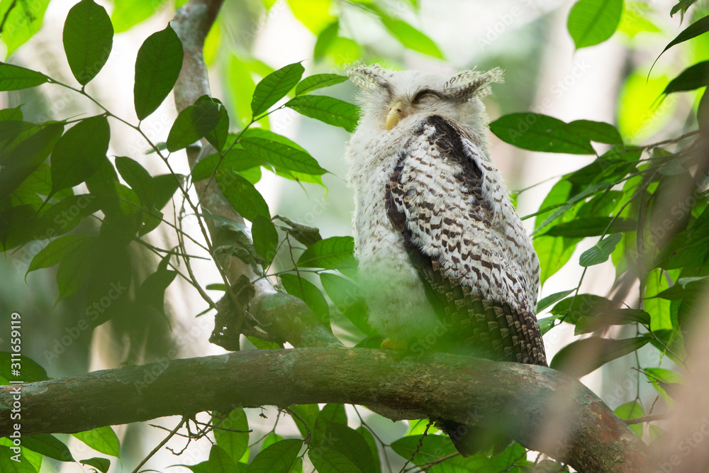 Obraz premium Closeup juvenile furry Spot-bellied eagle-owl, high angle view, front shot, sitting sleepily on the branch in dense shaded forest in national park, the jungle of Thailand.