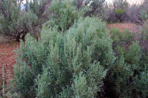sage brush bush in the desert