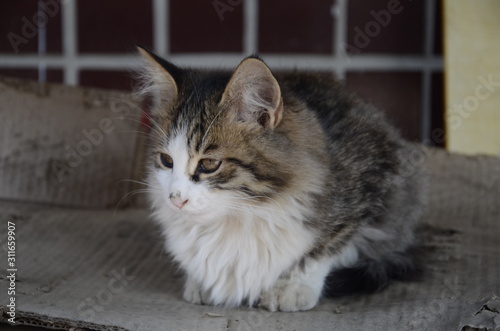 Wild yellow tabby cat lying on the ground