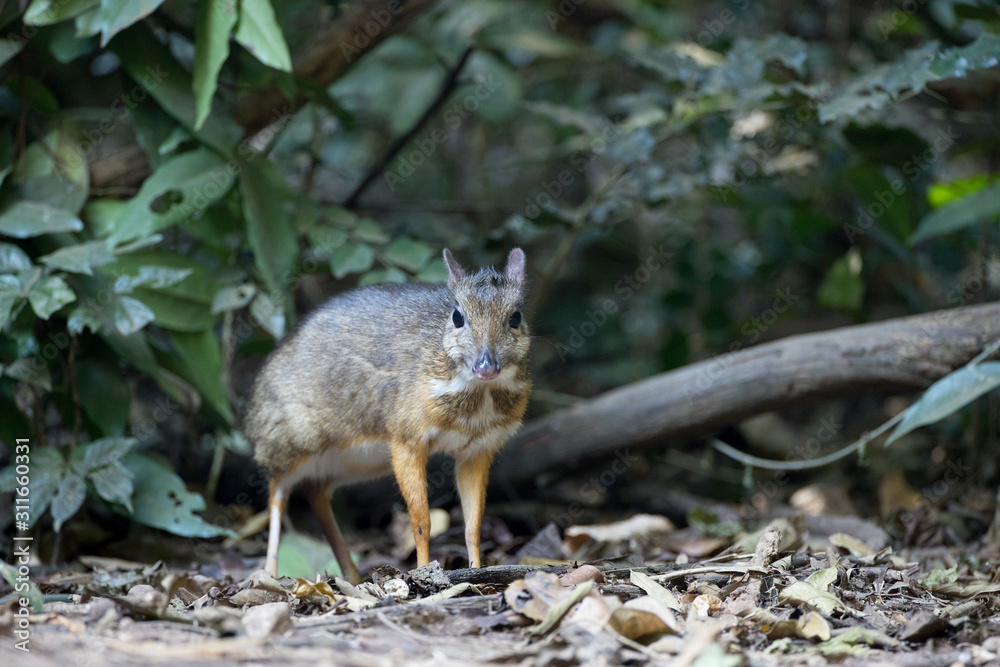 Naklejka premium Closeup adult mouse-deer, low angle view, front shot, walking to explore food near the fallen branch in nature of tropical dense forest, the national park in Thailand.