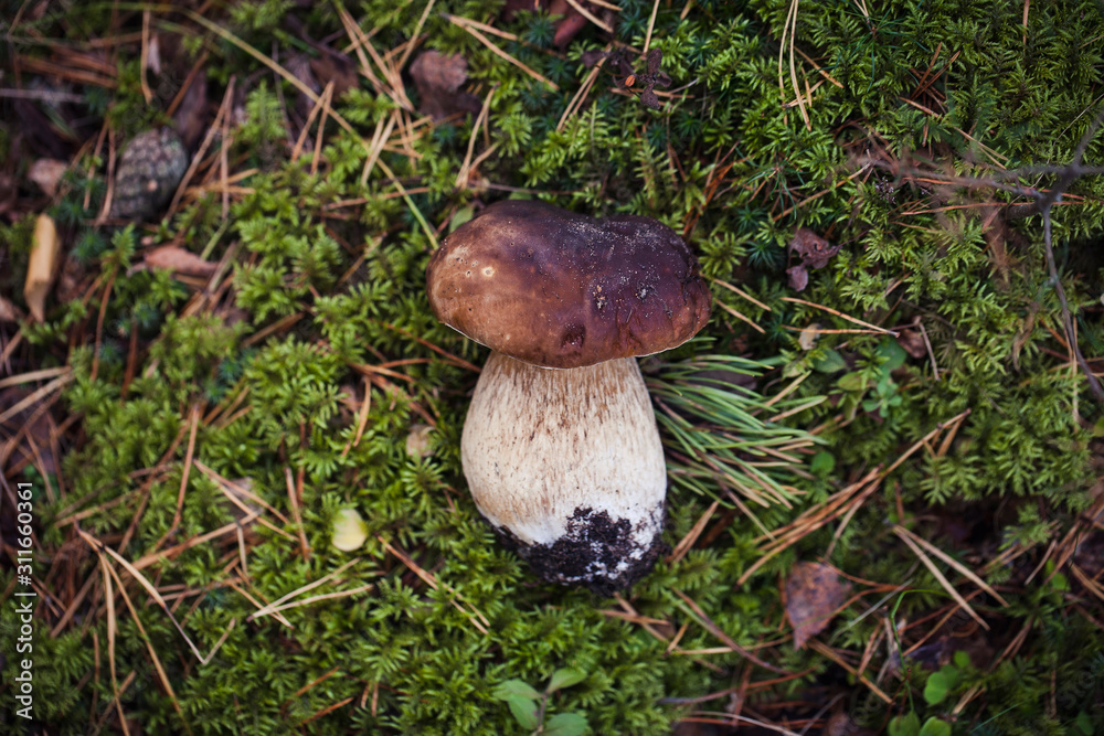 Wild raw boletus mushroom in Latvian forest Wild raw boletus mushroom in Latvian forest