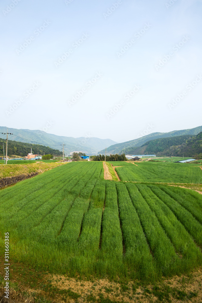 Barley field in South Korea.