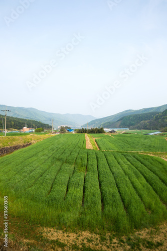 Barley field in South Korea.