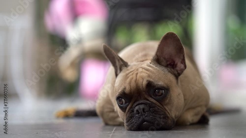 Sleepy french bulldog at the balcony 