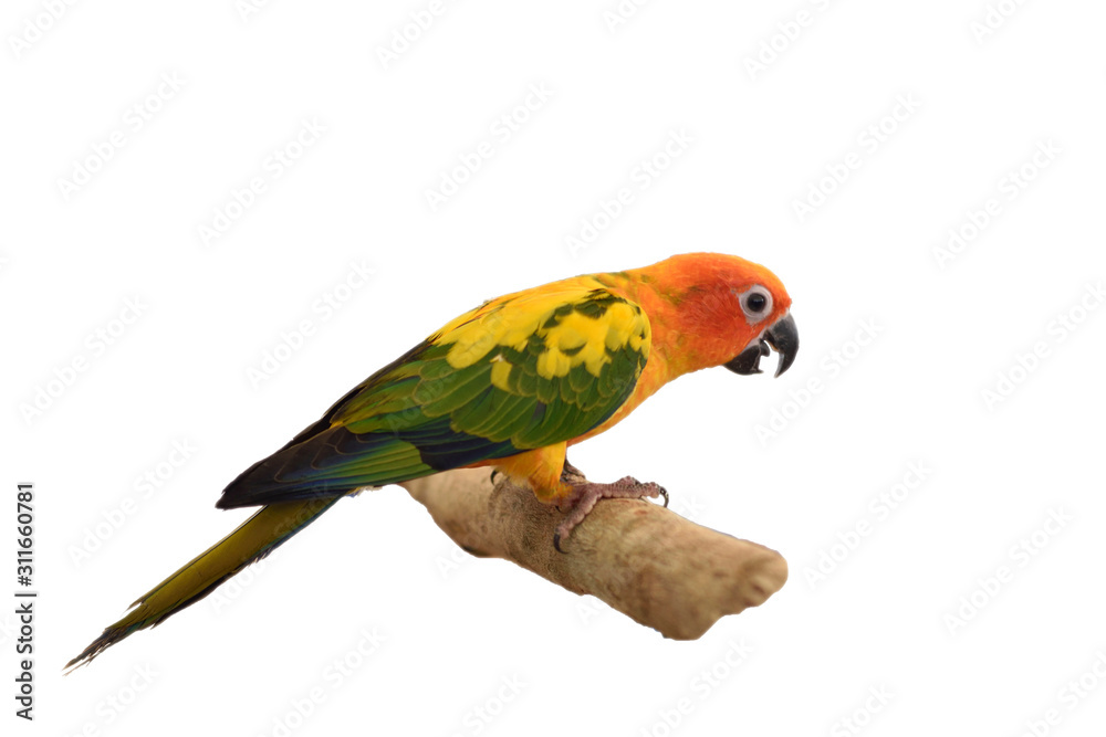 Fototapeta premium colorful parrot isolated on white background