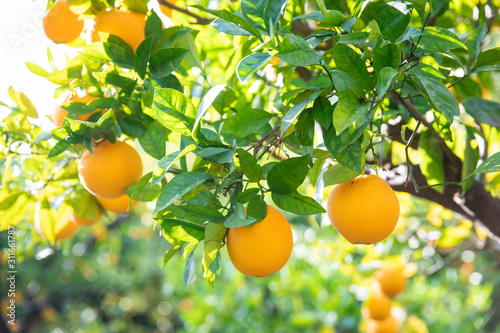 Citrus fruit growing on tree