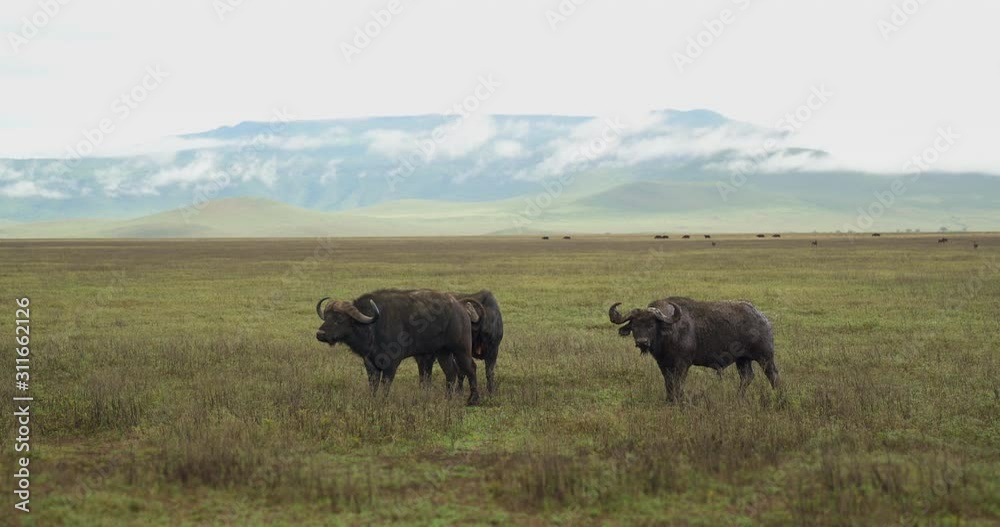 Three muddy Cape Buffalo standing in open grass valley. Three muddy Cape Buffalo standing in open grass valley.