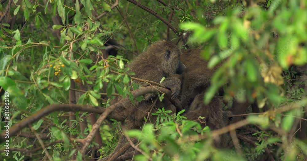 Troop of Baboons fighting in a tree. Troop of Baboons fighting in a tree.