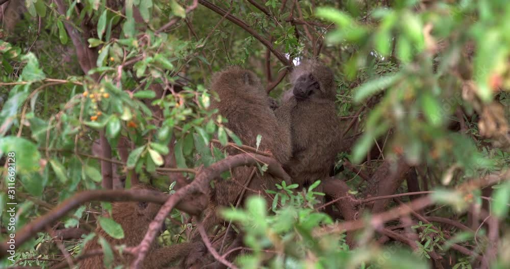 Two Baboons cleaning each other in thick tree Two Baboons cleaning each other in thick tree