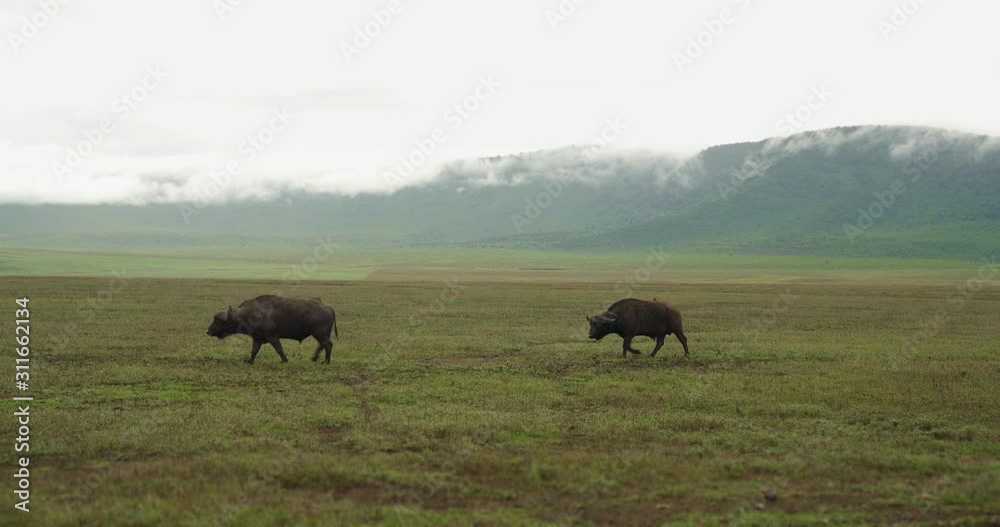 Two Cape Buffalo slowly walk through open grassland. Two Cape Buffalo slowly walk through open grassland.