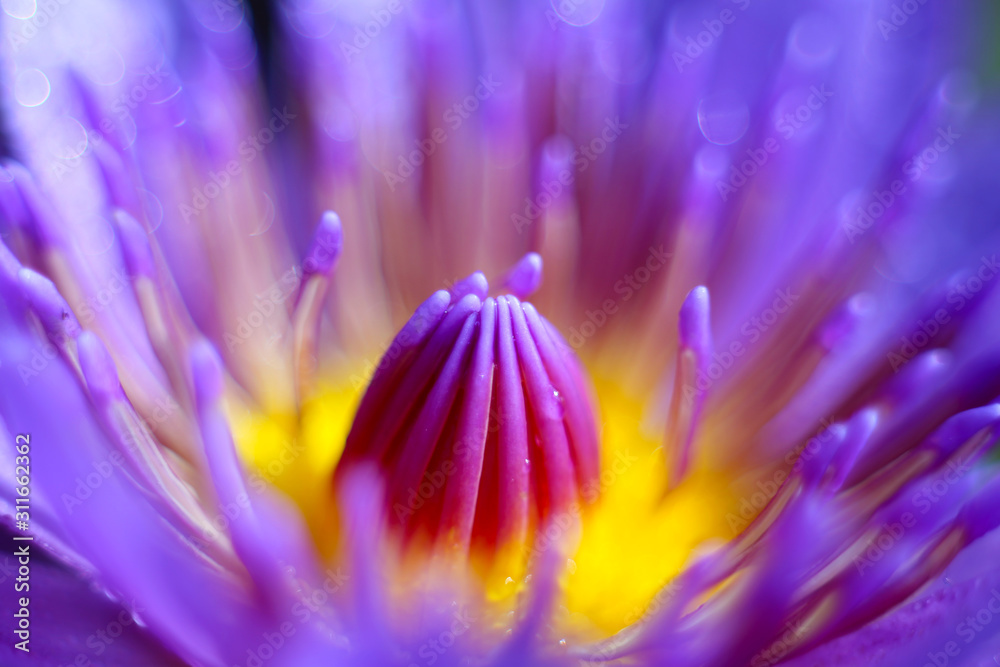 Close-up shot of purple lotus flower with colorful and beautiful color gradient