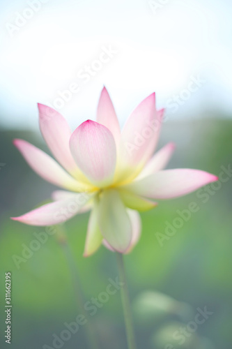 The morning sun shines on a strikingly white lotus flower, looming the beauty of the oriental Zen air floating