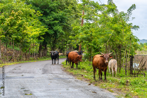 Herd of cattle standing, walking and feeding on grass along rural countryside asphalt road. Loose wild untied animals in the street on rainy day. Black and brown stray cows/ bulls/ calves.