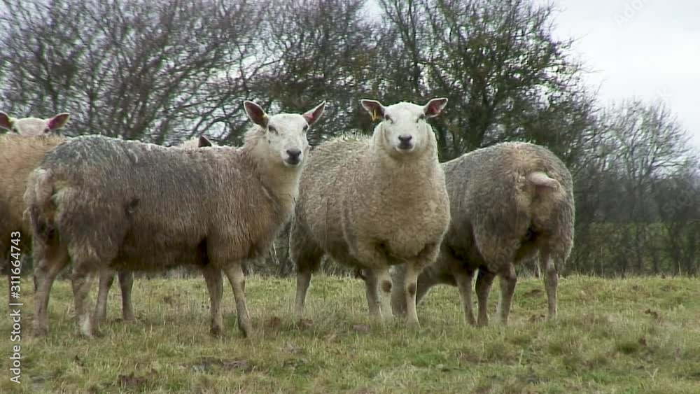 Adult sheep standing in a field off the Whissendine Road in the village of Ashwell near to the town of Oakham in the county of Rutland in England in the UK Adult sheep standing in a field off the Whissendine Road in the village of Ashwell near to the town of Oakham in the county of Rutland in England in the UK