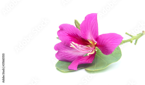 Pink fresh flowers copy splace isolated on white background
