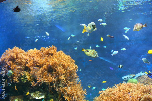 Tropical Fish 熱帯魚