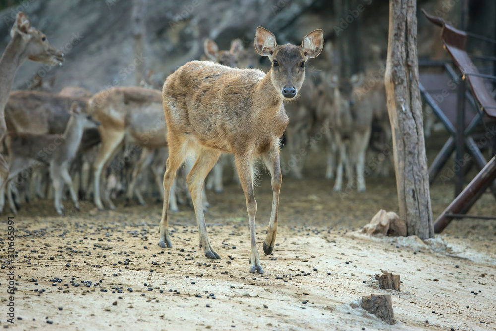 Fototapeta premium many deers in the zoo looking at camera.