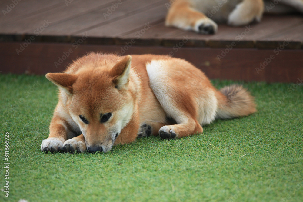 Happy puppies in a private playground