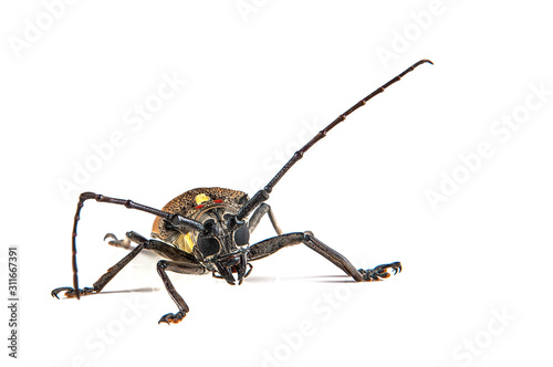 Tree borer (Batocera rufomaculata) isolated on a white background photo