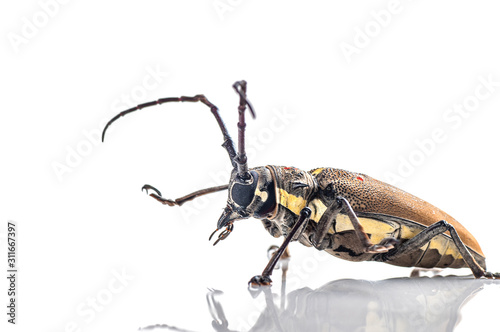 Tree borer (Batocera rufomaculata) isolated on a white background photo