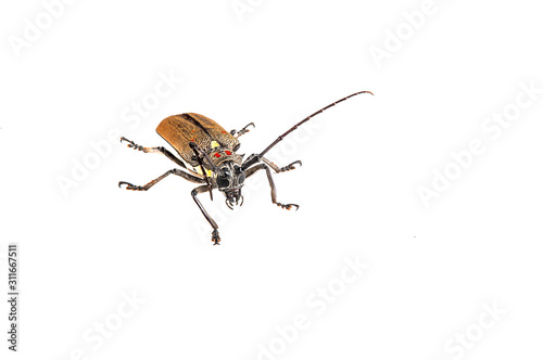 Tree borer (Batocera rufomaculata) isolated on a white background photo