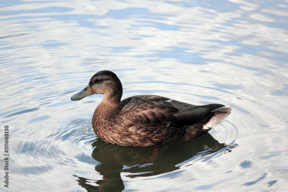 very beautiful duck glides on silvery water very beautiful duck glides on silvery water