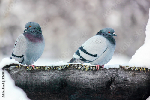 two beautiful pigeons crowed sitting on a fence in winter