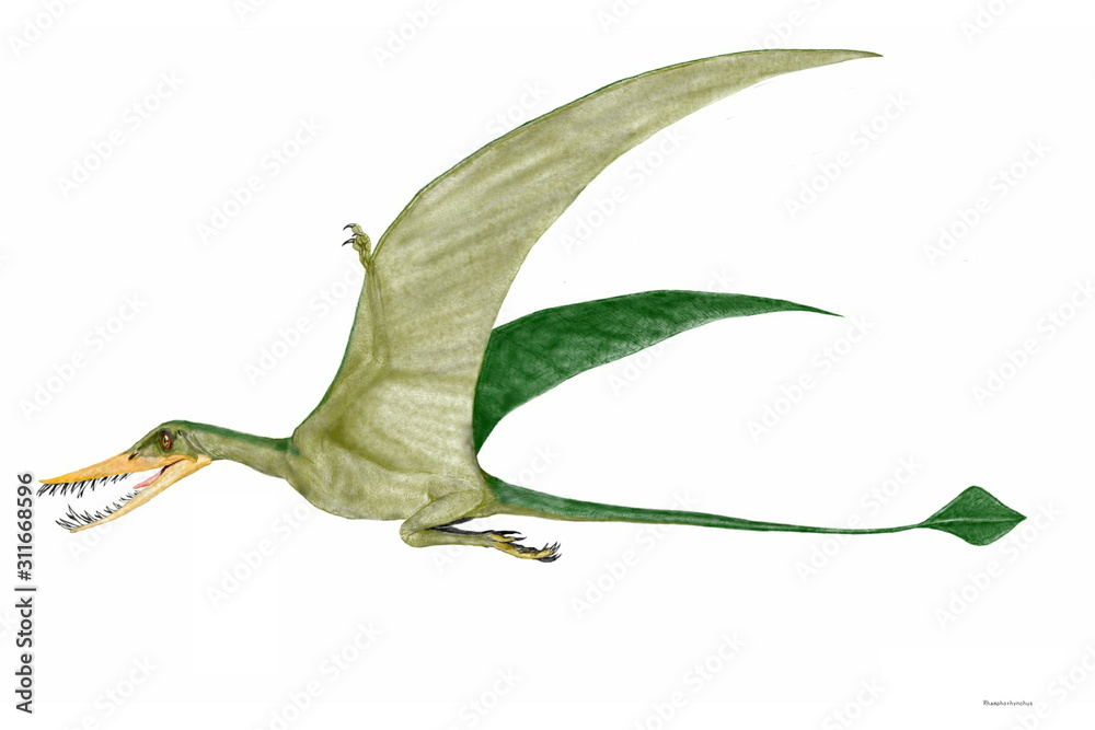 Obraz premium ランフォリンクス ジュラ紀後期のヨーロッパ、アフリカに広く分布。初期の小型翼竜。長い尾は尾椎骨が40個とを数え、胴体の長さの2倍はあった。40センチから1.7メートルを超える翼開長の個体まで様々な成長過程の化石が発見されている。