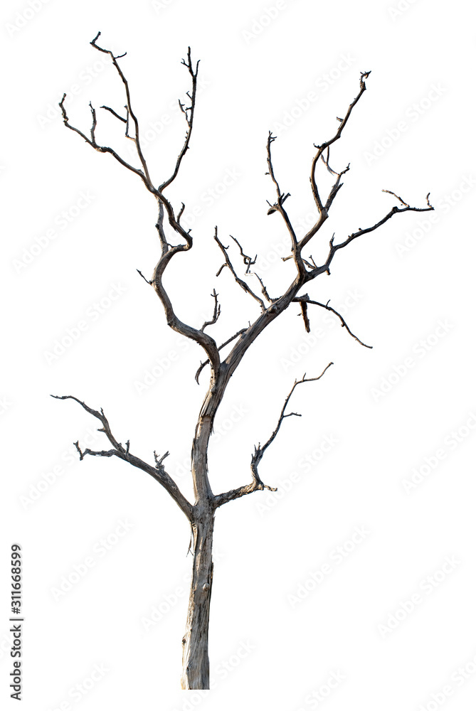 The dead tree that is completely separated from the background The dead tree that is completely separated from the background