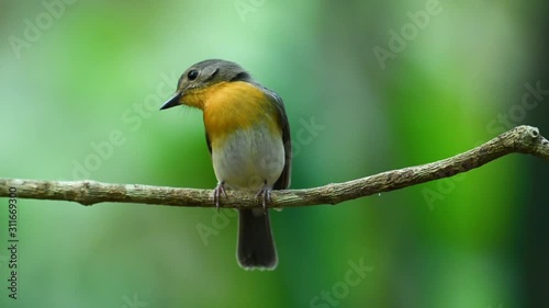 Indochinese Blue Flycatcher, Cyornis sumatrensis; this female Flycatcher looks to the left and and tilts its head looking forward while perced on a vine. photo