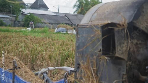 Straw, stalks, husk separated from rice, fly slow from threshing machine