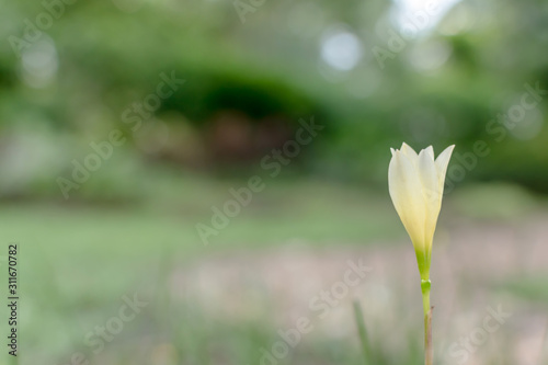 Close up of minimal white and yellow flower is grown and blooming in meadow during spring season with natural bokeh green blurred background and copy space ,Selective focus.