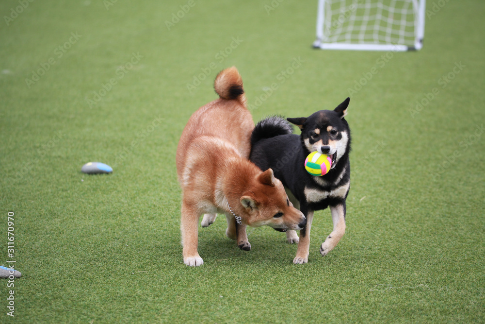 Happy puppies in a private playground Happy puppies in a private playground