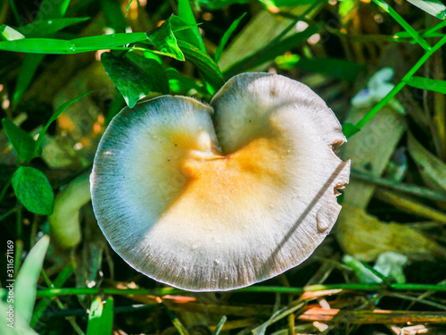 mushroom in forest.