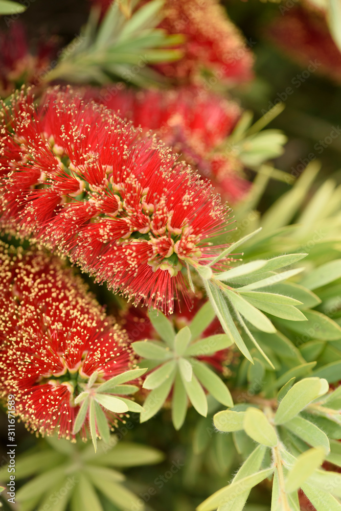 Bottle brush plant grows with bright red brush-like flowers. Bottle brush plant grows with bright red brush-like flowers.